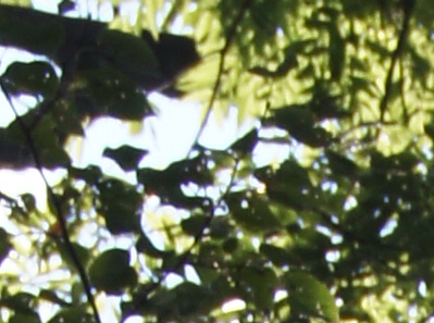 Sony SLT-A33: přesvědčivý revolucionář