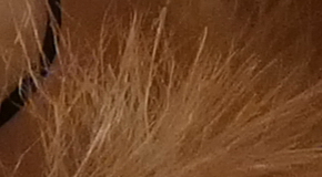 Panasonic Lumix FZ1000: legenda je zpátky