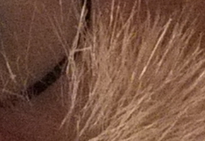 Fujifilm X-S1: jedinečný