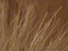 Canon EOS 600D: pokračování rodové linie