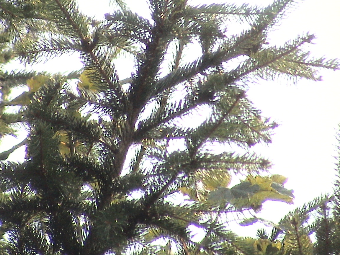 Videokamera s pevným diskem: Sony Handycam DCR-SR70