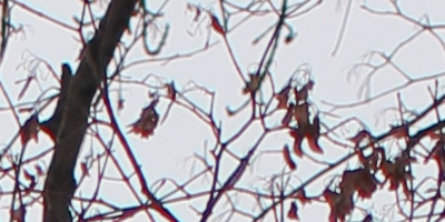 Canon EF 35mm f/1.4L USM