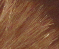 Sony SLT-A33: přesvědčivý revolucionář