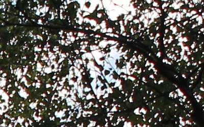 Canon EF-S 18-55mm F3,5-5,6 IS II