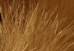 Nikon D5300: bezdrátový DSLR turista