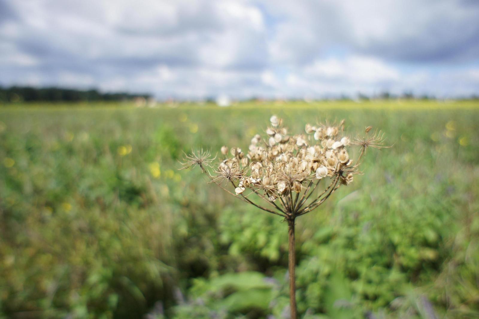 Sony NEX-5: netradiční minimalista