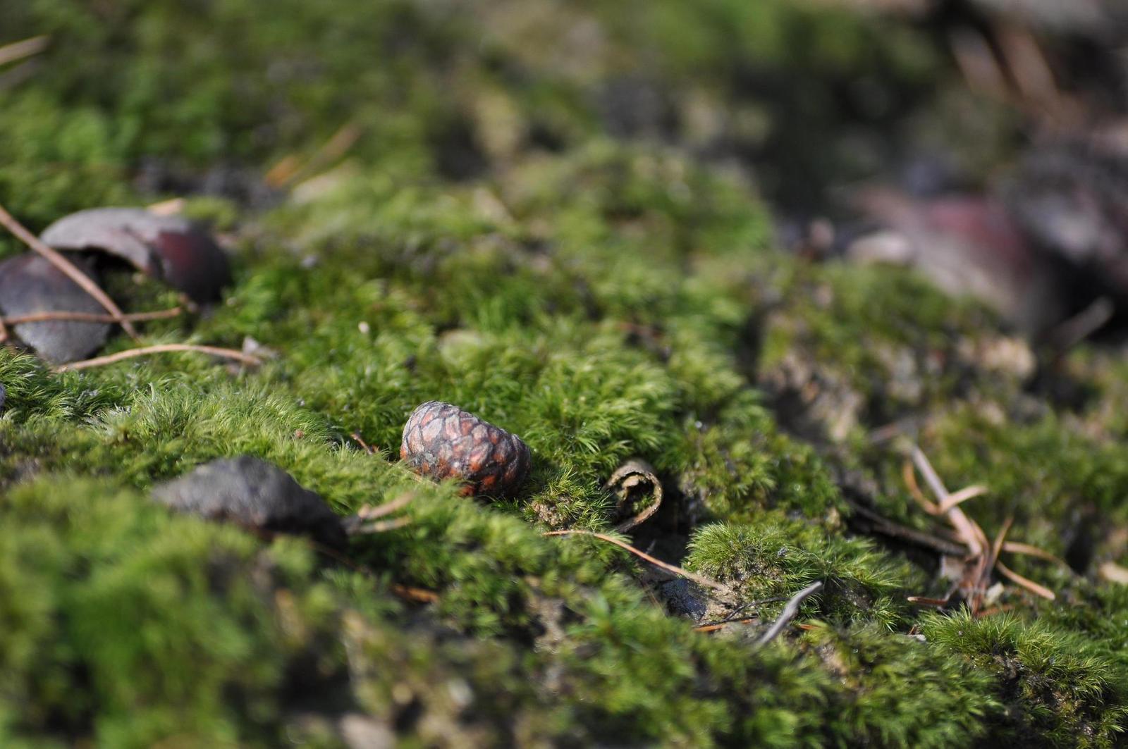 Raynox DCR-150: kvalitní makro levně