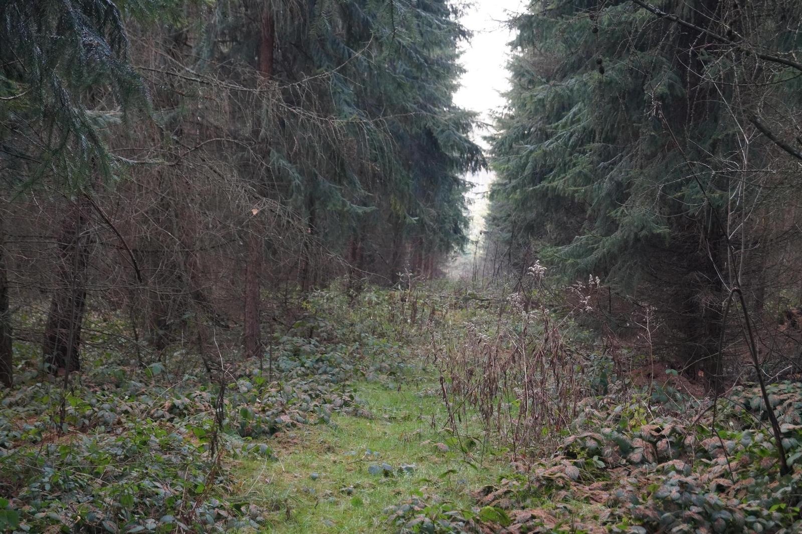 Sony SLT-A58: silný základ