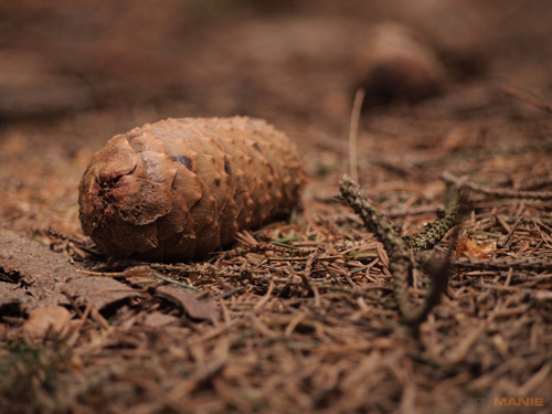 Olympus M.Zuiko Digital 40-150 mm F4-5,6 + nová R verze