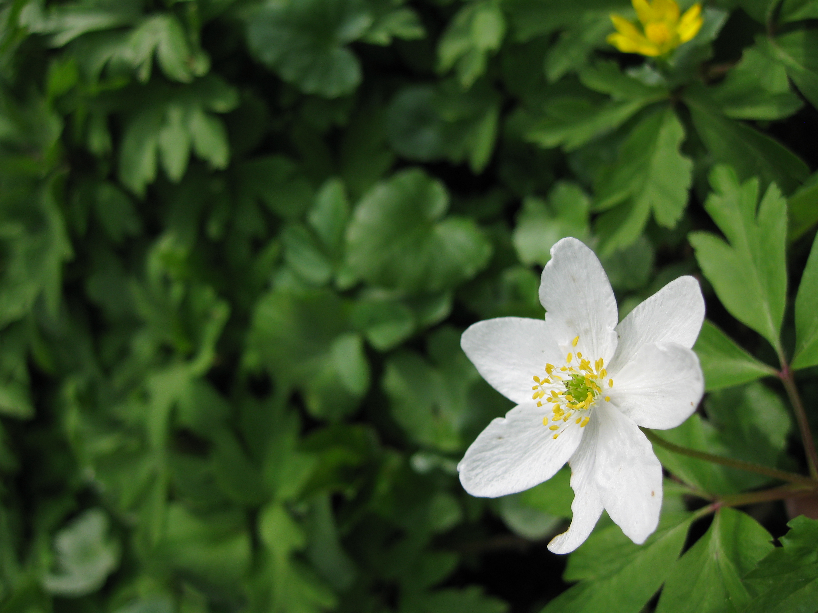 Canon PowerShot A590 IS: malý, ale šikovný