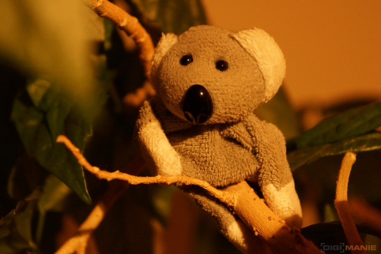 Fotíme s Koalou: Software, RAWy, obrazové formáty