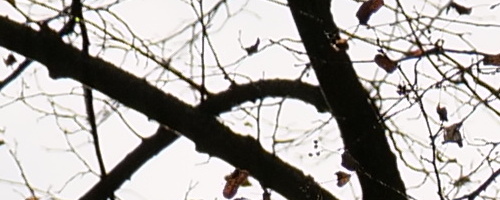 Panasonic Leica DG Vario-Summilux 25-50mm F1.7 ASPH.