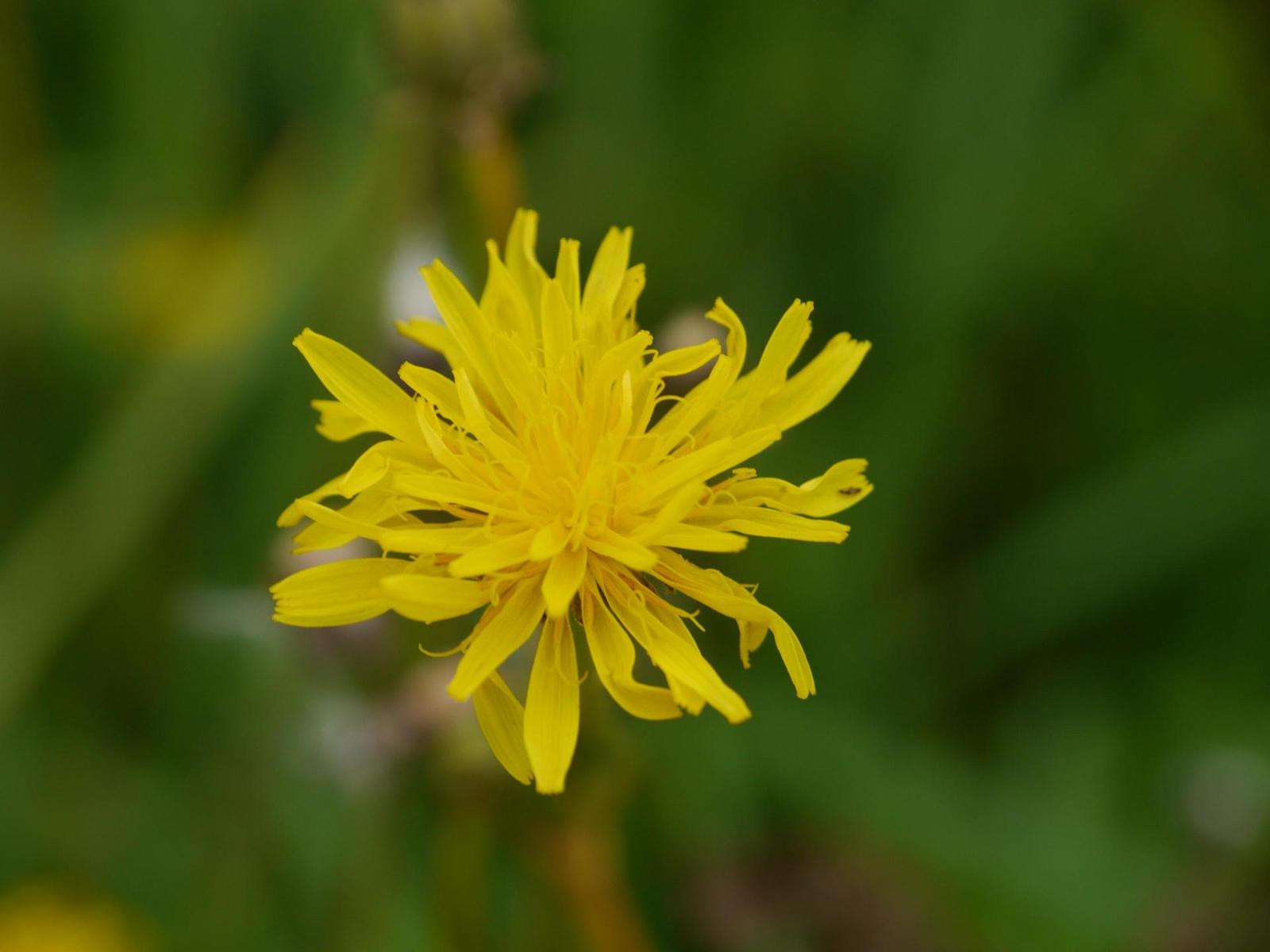 Panasonic Lumix G Vario 14-42mm F3,5-5,6 APSH.