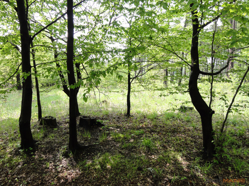 Sony Cyber-shot HX5: pan téměř dokonalý