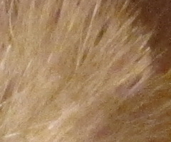 Canon PowerShot S90: malý zázrak