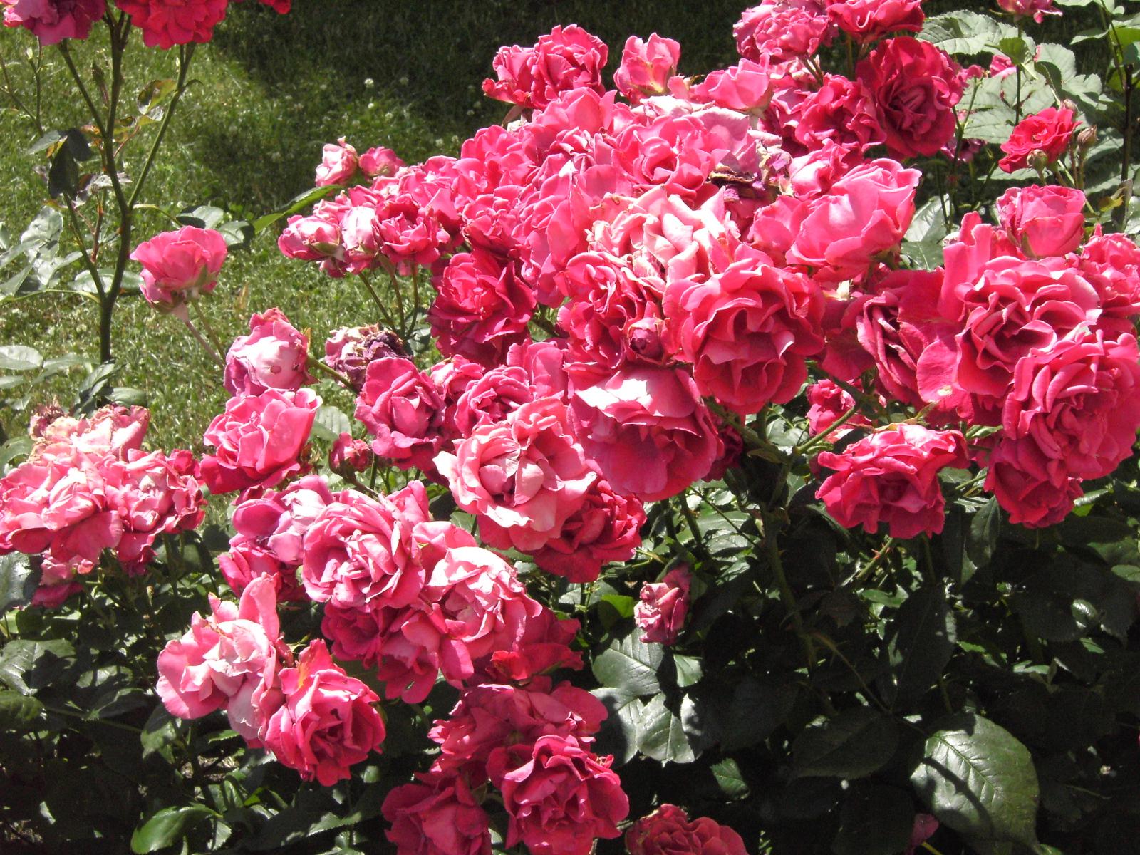 UMAX Premier DS-8330: 8 milionů v testu