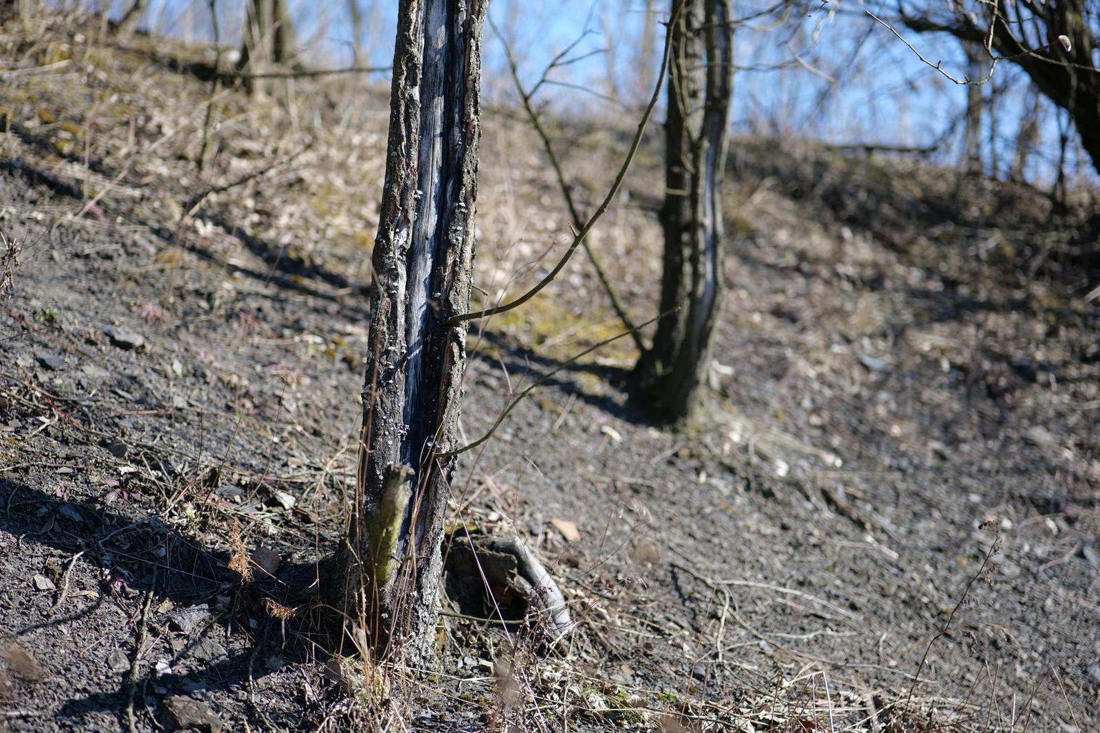 Panasonic Lumix S 50mm F1.8