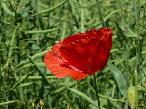 Panasonic Lumix TZ10: kapesní dělo