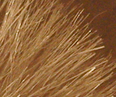 Sony SLT-A33: přesvědčivý revolucionář