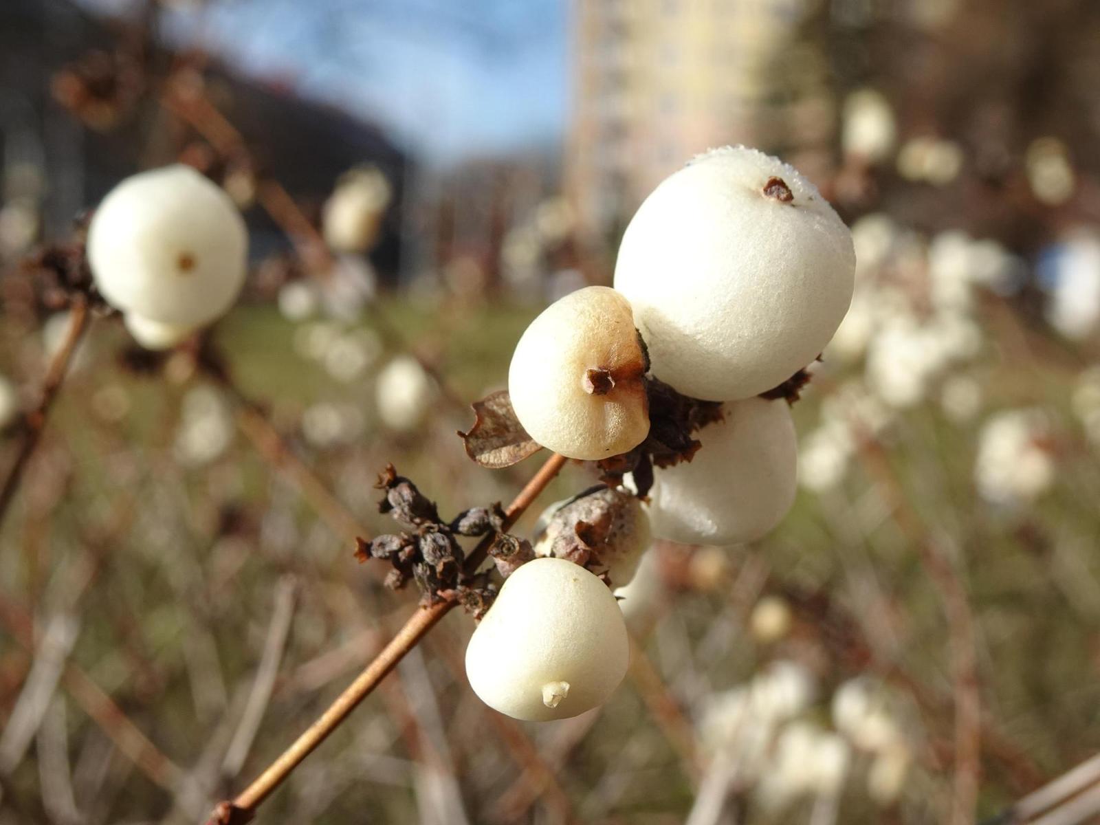 Sony Cyber-shot HX99: postřehy z praxe