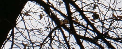 Panasonic Leica DG Vario-Summilux 25-50mm F1.7 ASPH.