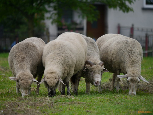 Panasonic Lumix G Vario 100-300mm F4-5,6