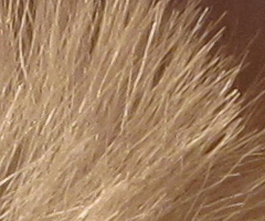 Canon PowerShot S90: malý zázrak