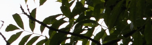 Panasonic Lumix S Pro 70-200mm F4 O.I.S.