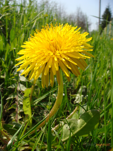 Sony DSC-T300: stylových 10 MPx s dotykovým LCD