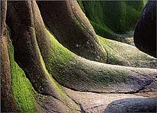 Tip Digimanie pro 32. týden roku 2005 - Tony Howell