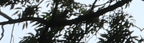 Canon EF-M 15-45mm f/3.5-6.3 IS STM