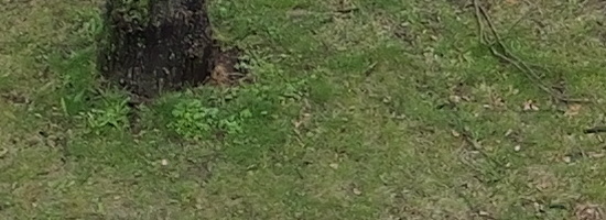 Panasonic Lumix GH6: s revolučním snímačem