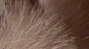 Panasonic Lumix TZ70: krůček k profi ultrazoomu