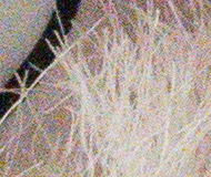 Sony A7R II (ILCE-7RM2): detaily na druhou