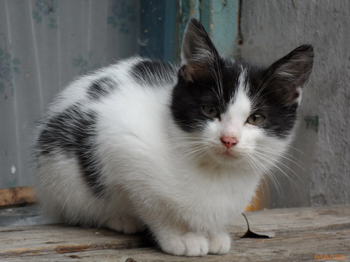 Samsung MV800: pro každý úhel i autoportréty