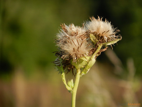 Nikon Coolpix S9100: rudý bojovník