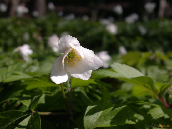 Fotíme mobilem: Zapovězené makro?