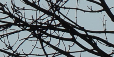 Sony SAL-70400G (70-400mm F4-5,6 SSM G)