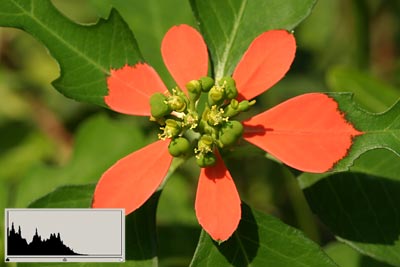 Tipy a triky nejen pro začátečníky, díl 12. - Fotografujeme květiny