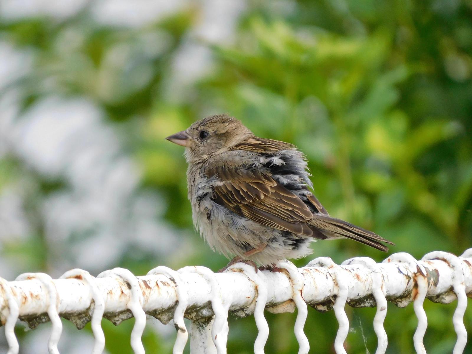 Nikon Coolpix B600: kamarád do přírody