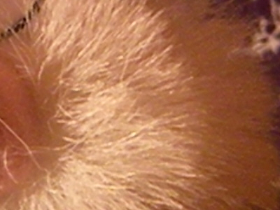 Nikon Coolpix L100: lovec hmyzu