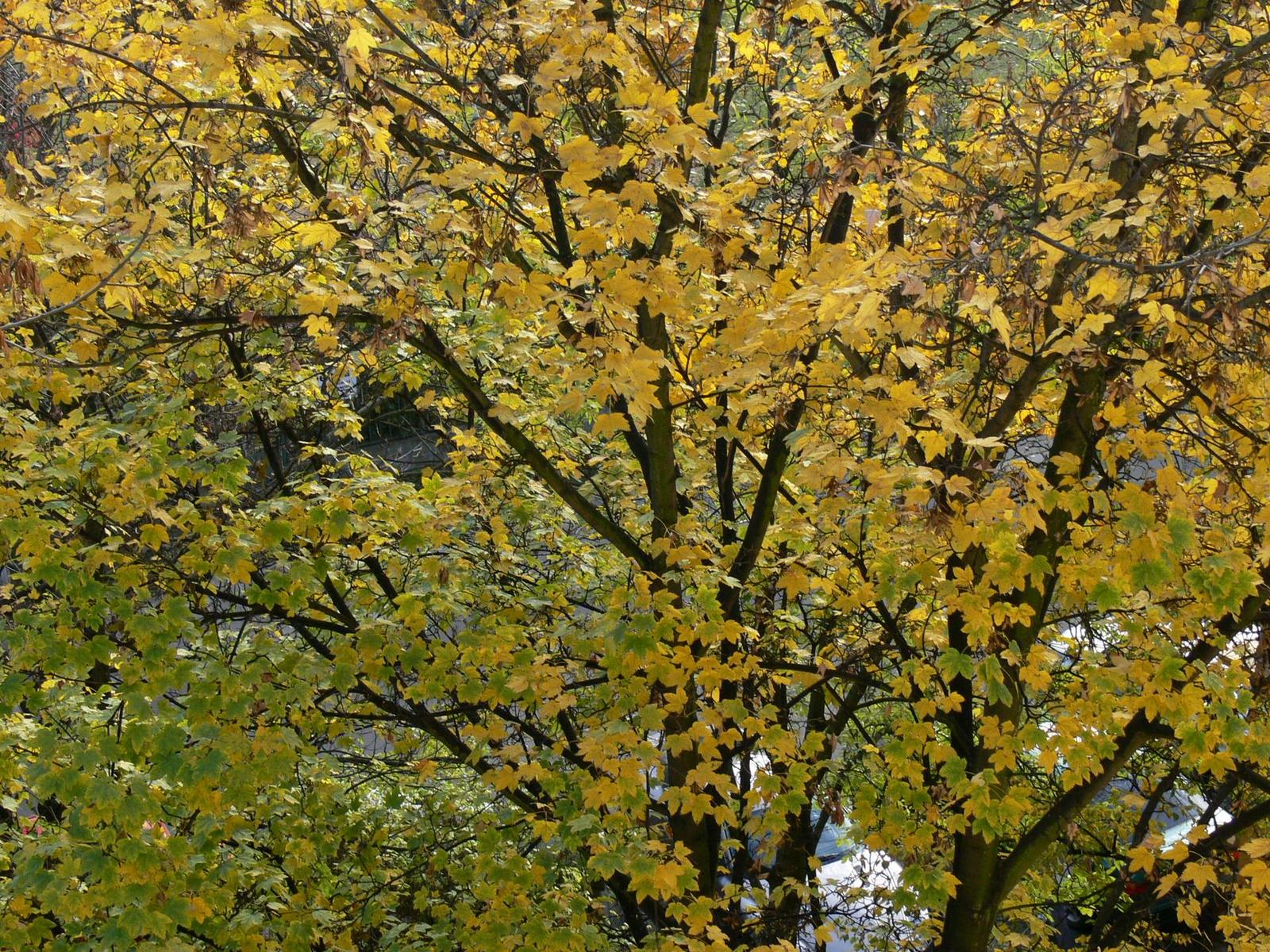 FZ30: Osm milionů za dlouhým sklem