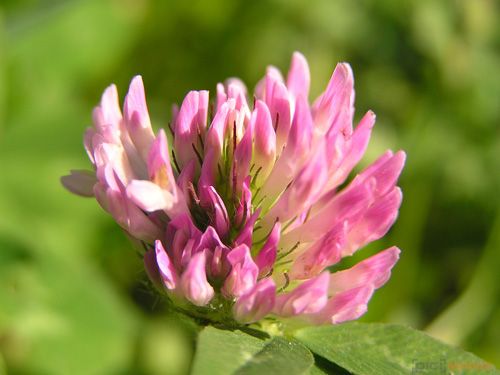 Starý vs. nový aneb megapixely k ničemu?