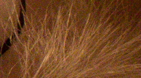 Canon EOS 1200D: vylepšený základ