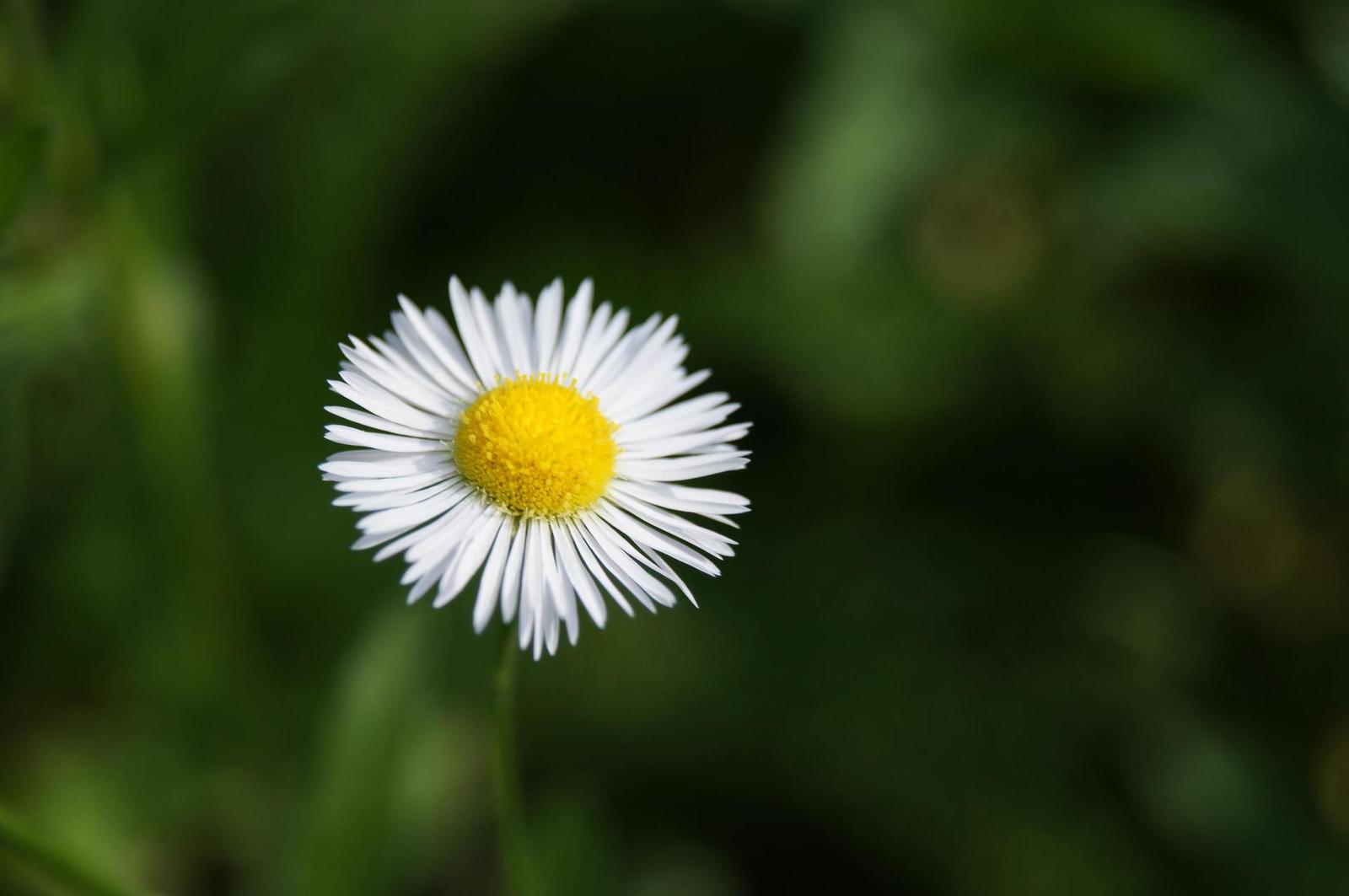 Sony SAL-1855 (DT 18-55mm F3,5-5,6 SAM)