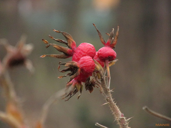 Canon PowerShot SX160 IS: více megapixelů i zoomu