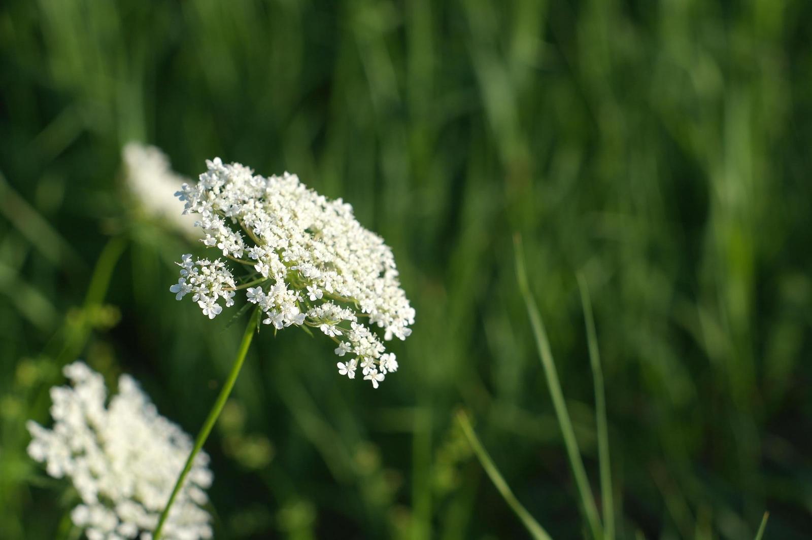 Minolta MC Rokkor-PF 50mm F1.7 (MC/MD)