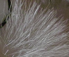 Sigma DP2: otestovali jsme Foveon!