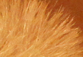 Sony NEX-C3: drobek s velkým srdcem