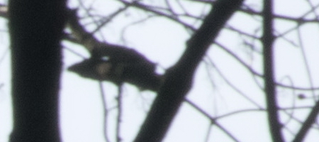 Nikon AF-S DX NIKKOR 16-85mm f/3.5-5.6G ED VR